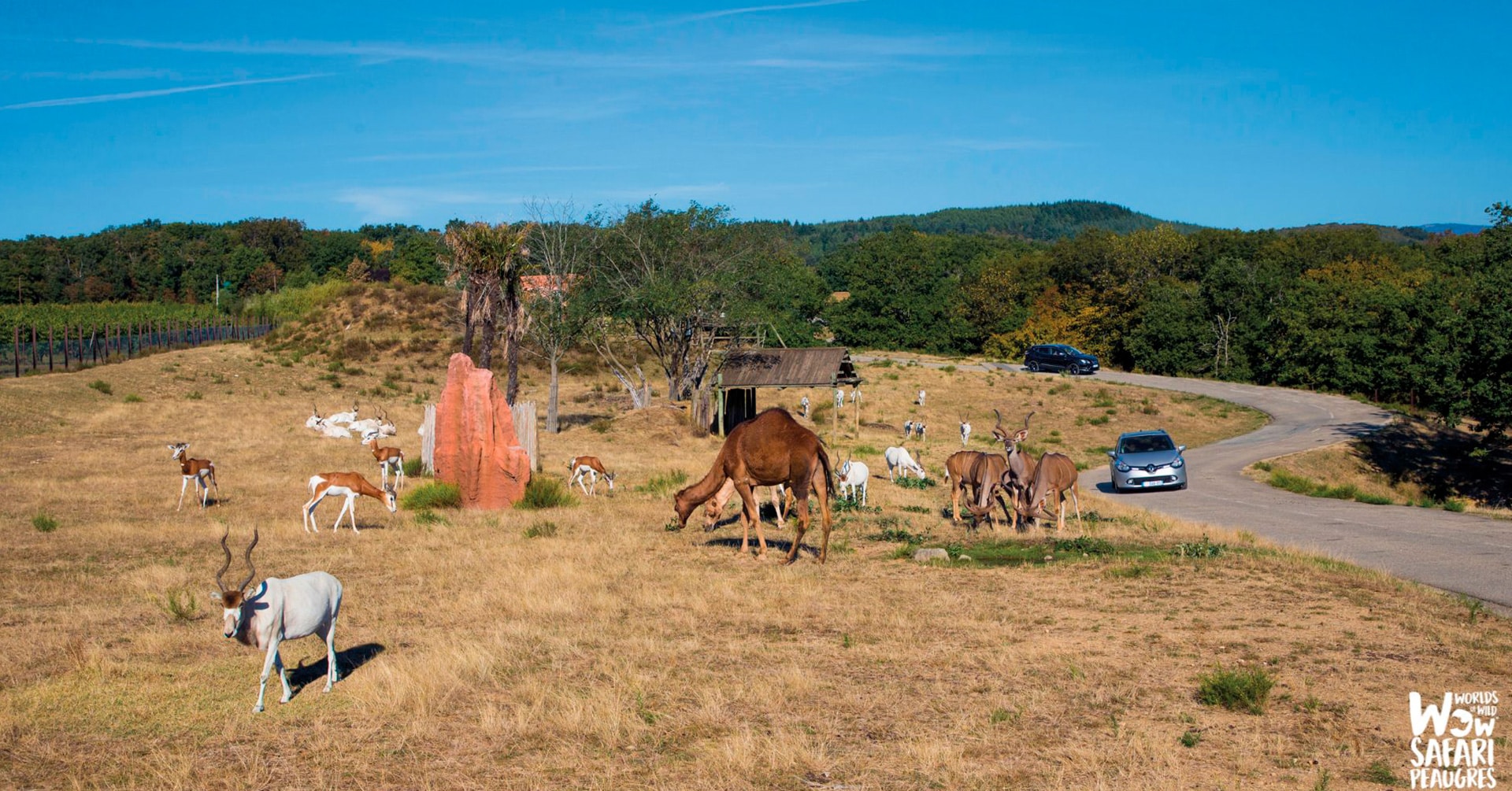 Le Safari de Peaugres dévoile ses nouveautés pour l&rsquo;été 2025