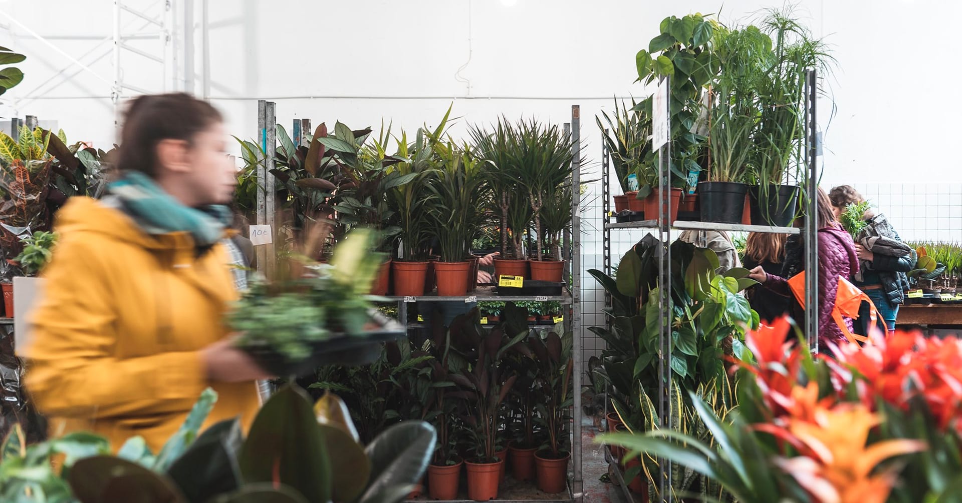 Vente de plantes à Romans-sur-Isère : des plantes dès 1€ le 17 janvier