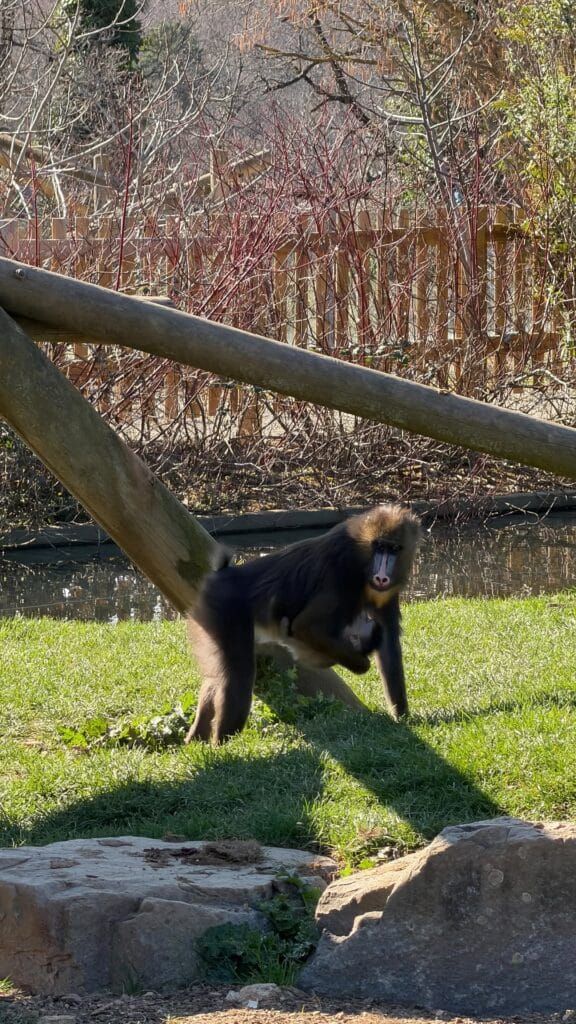 🎥 Aujourd’hui, on vous emmène passer la journée au @wowsafaripeaugres 🦒 Au…