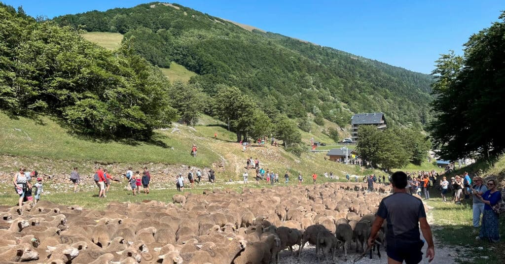 Découvrez le programme complet de la fête de la transhumance et de la clairette 2026 dans la Drôme
